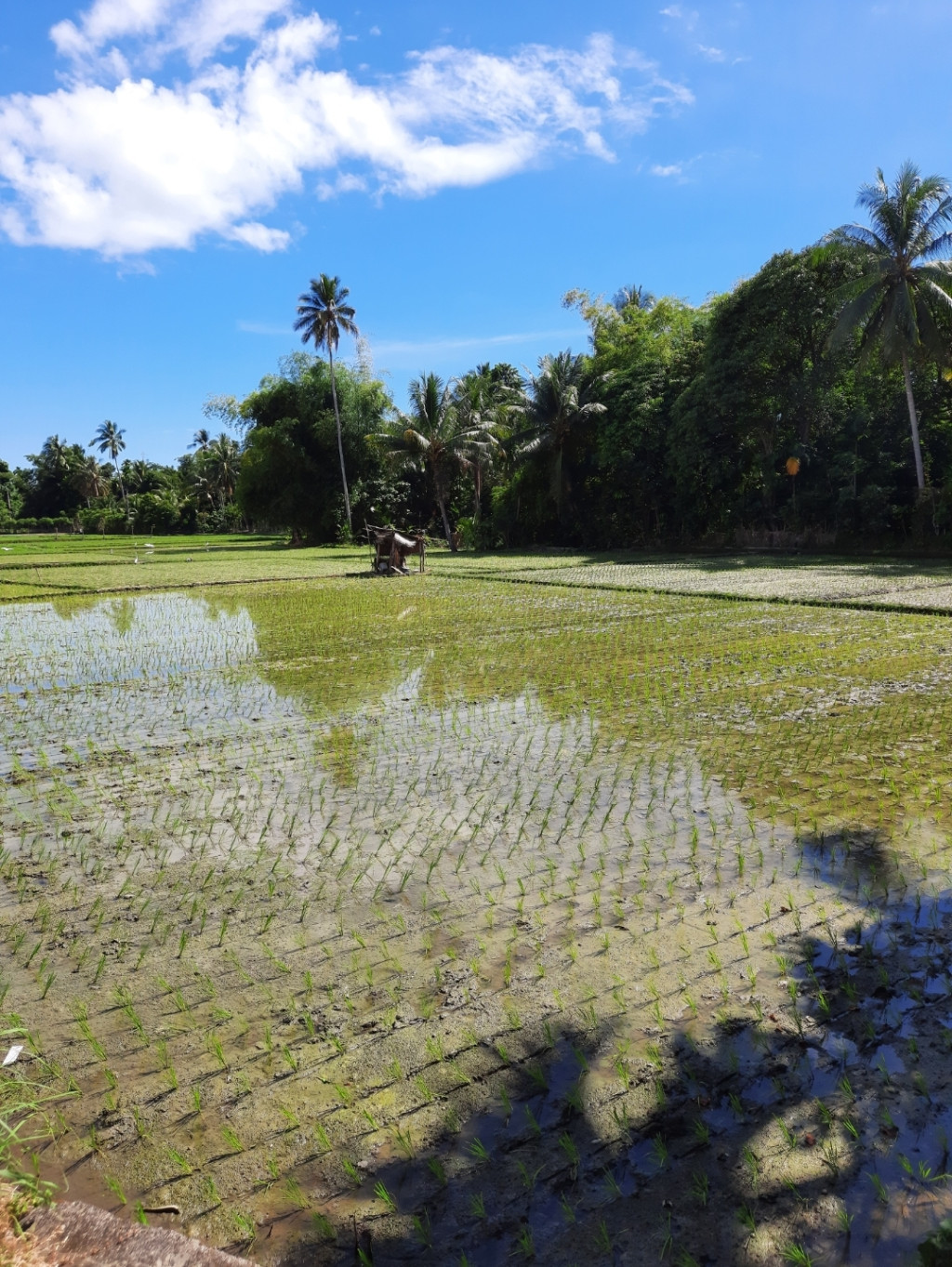 Aktivitas pemenuhan kebutuhan hidup msyarkt Gmpng KTB2 sebagian besar mengandalkn Sawah.